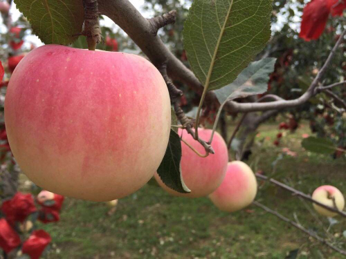 产品名称一(图1)